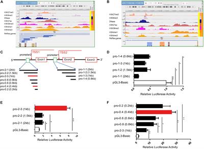 Molecular Mechanism of Mesenchyme Homeobox 1 in Transforming Growth Factor β1–Induced P311 Gene Transcription in Fibrosis